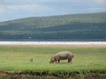 14393 Grazing hippo.jpg